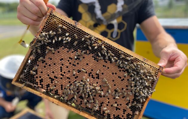 Dachser v Českých Budějovicích má firemní úly a stáčel první med