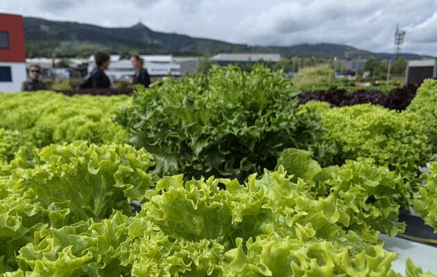 Salát na střeše odstartoval průlomový projekt ozeleňující průmyslové střechy
